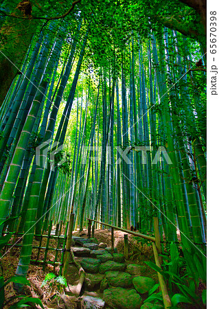 報国寺竹林 65670398