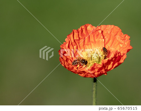 オレンジ色のポピーとミツバチ オレンジ色のポピーとミツバチ 65670515