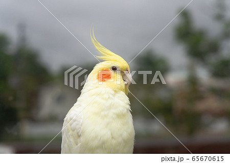 オカメインコ ルチーノ種 オカメインコ ルチーノ種 65670615