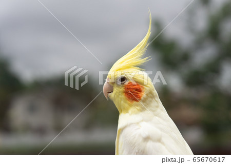 オカメインコ ルチーノ種の写真素材