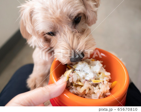 ドッグボウルに入ったペットフードを待てなくてかぶりつくかわいい小型犬【マルプー】 65670810
