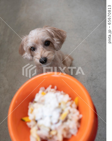 ドッグボウルに入ったペットフードをじっと座って見つめるかわいい小型犬【マルプー】 65670813