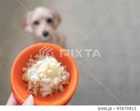 ドッグボウルに入ったペットフードをじっと座って見つめるかわいい小型犬【マルプー】 65670815