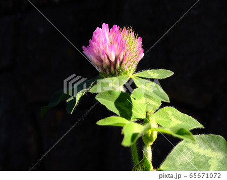 ムラサキツメクサ 65671072