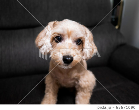 じっと座って見つめるかわいいアプリコットの小型犬【マルプー】 65671090