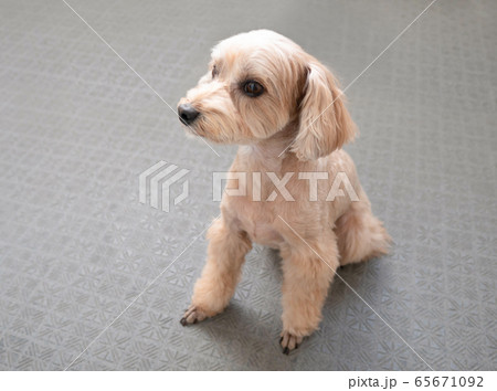 じっと座るかわいいアプリコットの小型犬【マルプー】 じっと座るかわいいアプリコットの小型犬【マルプー】 65671092