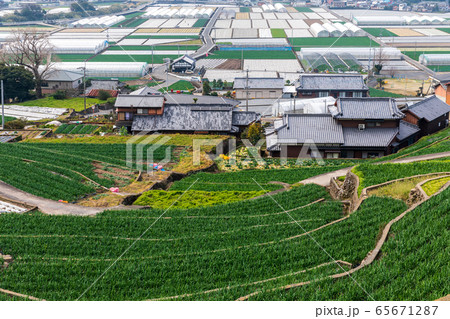 長崎・雲仙・千々石の畑作地帯 65671287