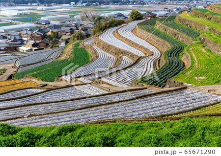 長崎・雲仙・千々石の畑作地帯 65671290