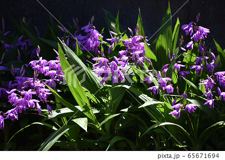 シラン（紫蘭） 65671694