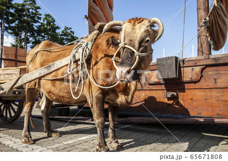 ワゴン 牛馬車 韓牛 65671808