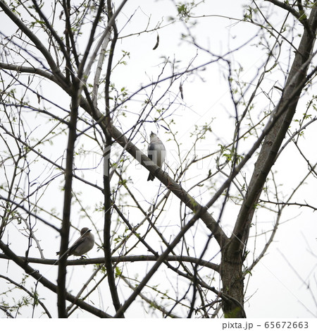 自然風景自然植物鳥写真　コムクドリの親子　コムクドリの仔離れ 65672663