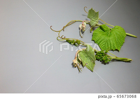 加賀友禅の柄などにも使用される虫食い穴あきの山葡萄の葉の写真素材