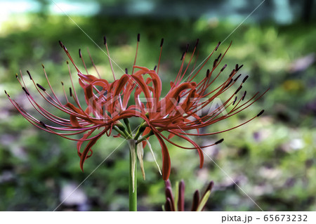 曼珠沙華 65673232