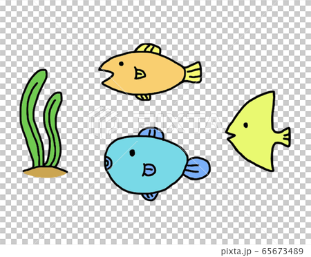 fish fish 65673489