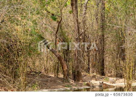 wild tiger cubs resting in shades of tree with reflection in water and with green background and scenic location at bandhavgarh national park or tiger reserve, madhya pradesh, india wild tiger cubs resting in shades of tree with reflection in water and with green background and scenic location at bandhavgarh national park or tiger reserve, madhya pradesh, india 65673630
