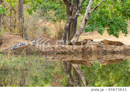 wild tiger cubs resting in shades of tree with reflection in water and with green background and scenic location at bandhavgarh national park or tiger reserve, madhya pradesh, india wild tiger cubs resting in shades of tree with reflection in water and with green background and scenic location at bandhavgarh national park or tiger reserve, madhya pradesh, india 65673631