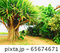 Pandanus utilis in Okinawa islands 65674671