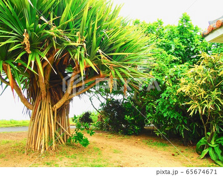 Pandanus utilis in Okinawa islands 65674671