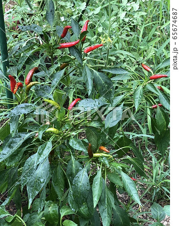 鷹の爪 鷹の爪 65674687