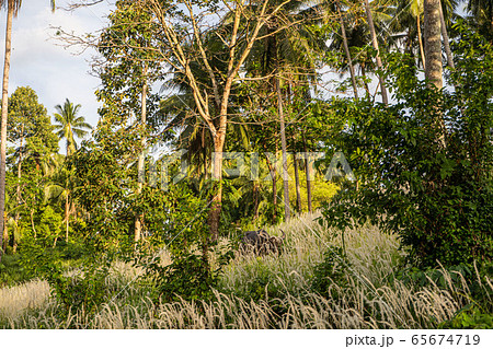 A buffalo with large horns grazes on the lawn in a green tropical jungle 65674719
