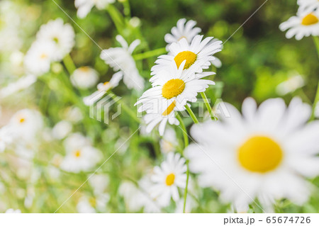 マーガレット 65674726