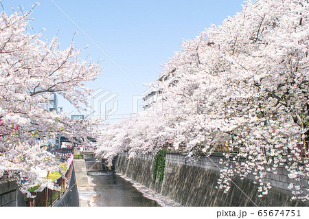 東京都 サクラの名所 目黒川の春 東急中目黒駅付近の写真素材