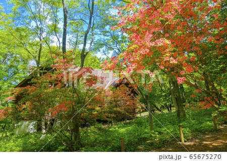 ヤマツツジとログハウス 65675270