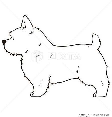 ノーリッチ・テリアのイラスト　線画のみ 65676156