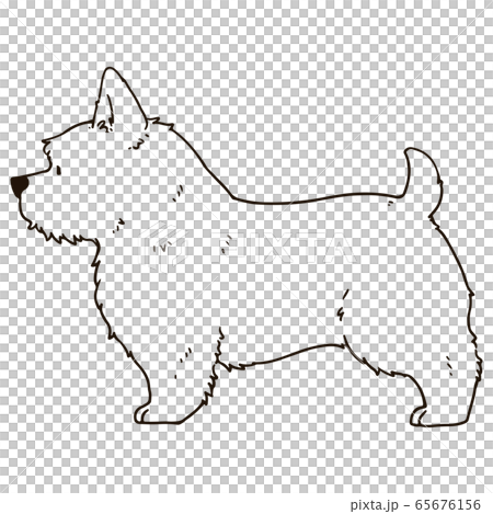 ノーリッチ・テリアのイラスト　線画のみ 65676156