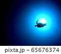 水中でのアオウミガメ（奄美大島ダイビング） 65676374