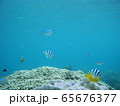 サンゴと熱帯魚（奄美大島ダイビング） 65676377