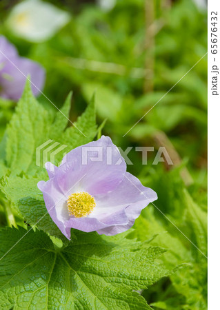 満開の薄紫色のシラネアオイ 65676432