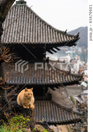 猫　天寧寺　三重の塔　猫の細道　尾道市 65676601