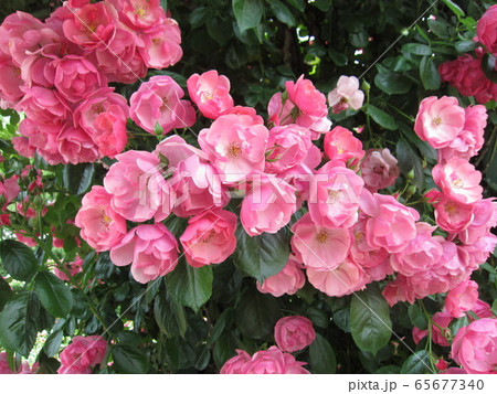一面に咲き乱れるピンクのバラ(品種 アンジェラ) 一面に咲き乱れるピンクのバラ(品種 アンジェラ) 65677340
