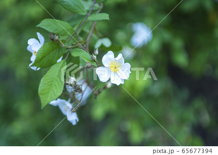 野薔薇（イノバラ） 65677394