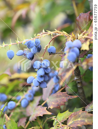 ヒイラギナンテンの実 ヒイラギナンテンの実 65677759