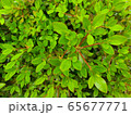 うす 韓国 田舎 65677771