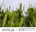 葉 植物 うす 65677777