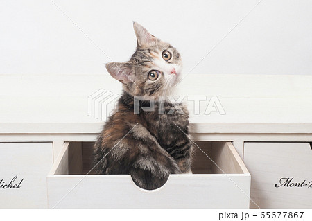 振り向いたマンチカンの仔猫（牡丹ちゃん） 65677867