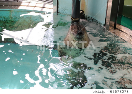 気持ちよさそうなあざらし 気持ちよさそうなあざらし 65678073