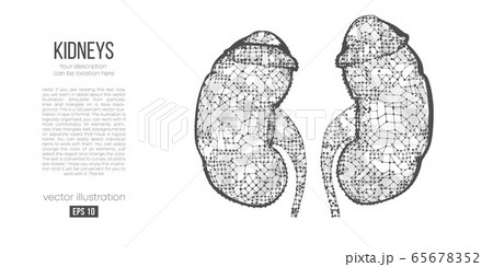Abstract silhouette of the polygonal organ of kidney on white background. Scanning, research and diagnosis of the human kidney. Holographic low poly, wireframe vector. Thanks for watching Abstract silhouette of the polygonal organ of kidney on white background. Scanning, research and diagnosis of the human kidney. Holographic low poly, wireframe vector. Thanks for watching 65678352