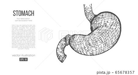 Abstract silhouette of the polygonal organ of stomach on white background. Scanning, research and diagnosis of the human stomach. Holographic low poly, wireframe vector. Thanks for watching Abstract silhouette of the polygonal organ of stomach on white background. Scanning, research and diagnosis of the human stomach. Holographic low poly, wireframe vector. Thanks for watching 65678357
