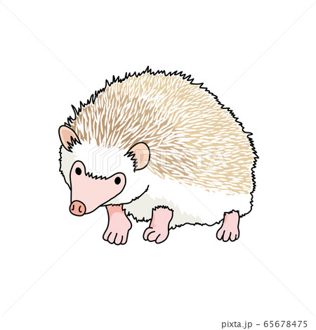 ハリネズミのイラスト素材