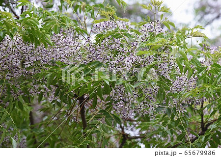 センダン（栴檀）の花 65679986