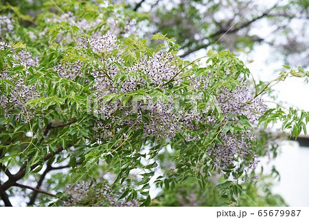 センダン（栴檀）の花 65679987