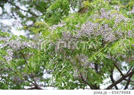 センダン（栴檀）の花 65679988