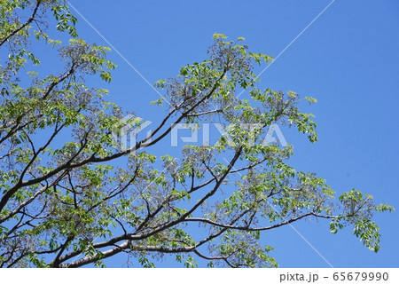 センダン（栴檀）の花 65679990