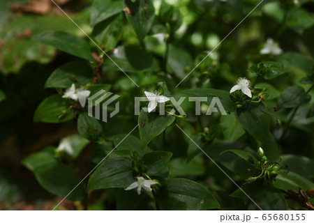 トキワツユクサ(常盤露草) トキワツユクサ(常盤露草) 65680155