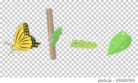アゲハチョウの成長過程 65680769