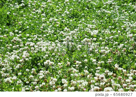 シロツメクサ（白詰草） 65680927